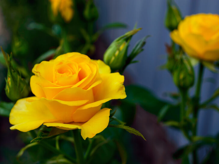 20 Flowers That Symbolize Friendship