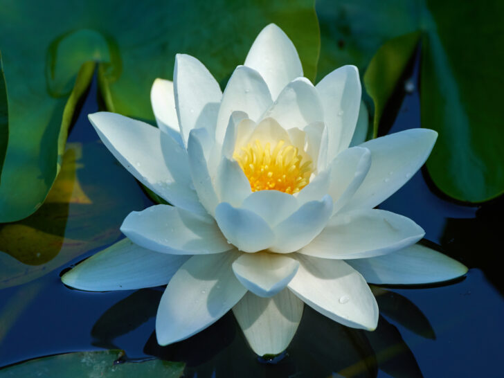 Water Lily Meaning, Symbolism, Benefits & Origin
