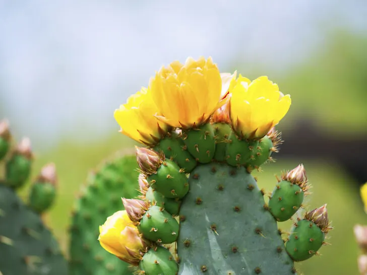 Opuntia 'Prickly Pear' Cactus