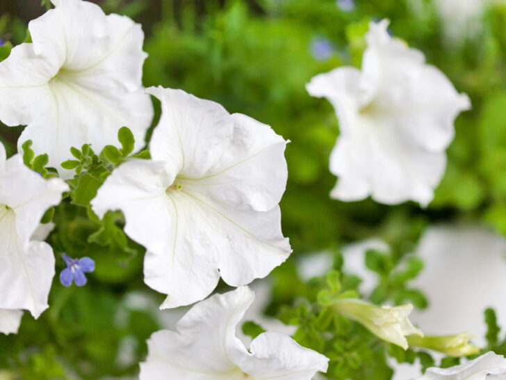 White Petunia Flowers