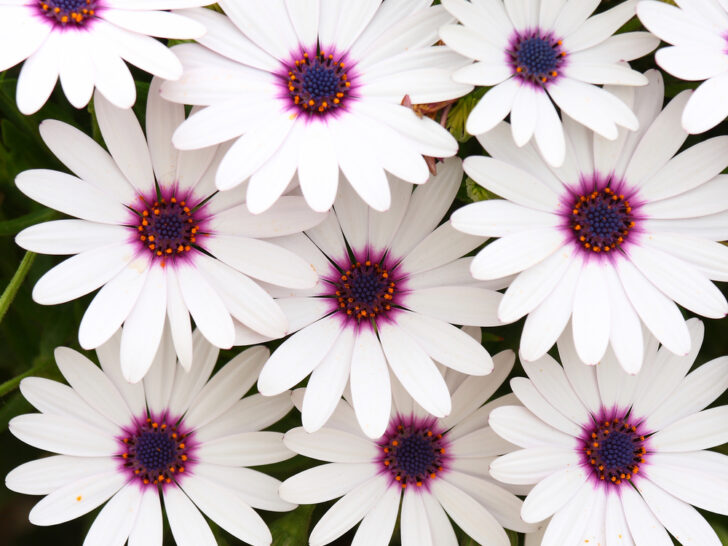 51 Beautiful Types Of White Flowers (With Pictures)