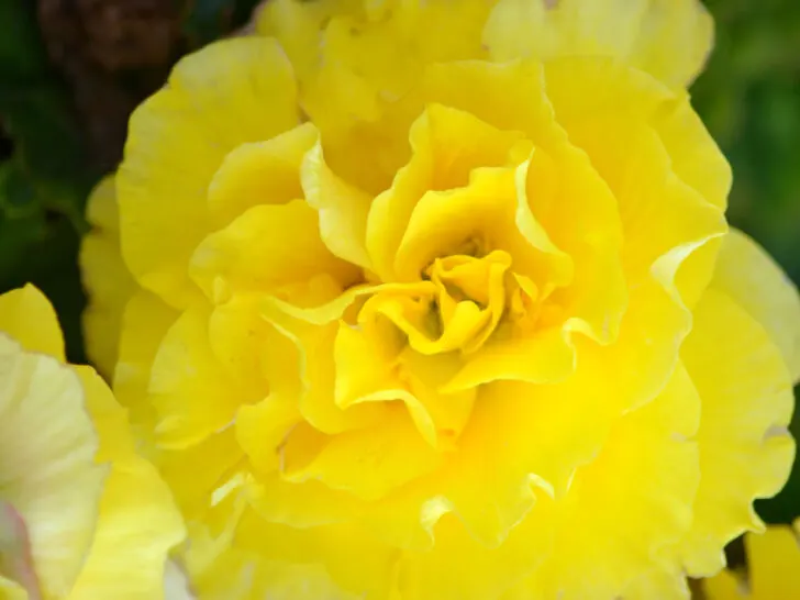 Yellow petunia flower