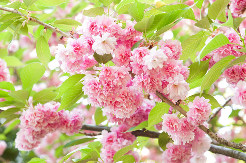Cherry Blossom Flower Meaning and Symbolism FloraLiving