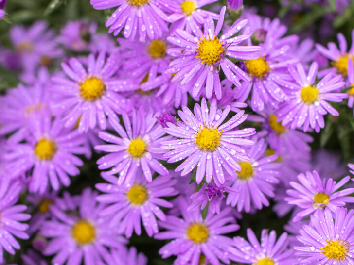 Aster Flower Meaning, Symbolism, Colors & Types - FloraLiving