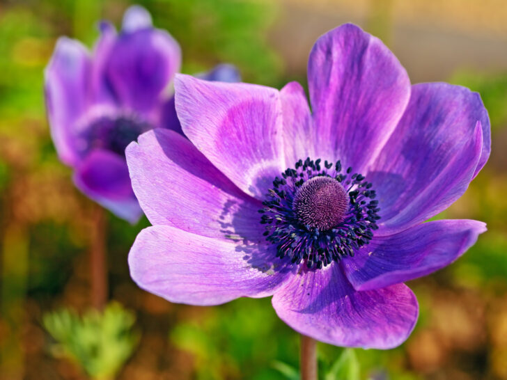 Anemone Flower Meaning, Symbolism & Colors