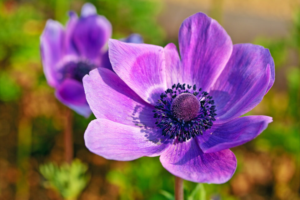 Anemone Flower Meaning, Symbolism & Colors - FloraLiving