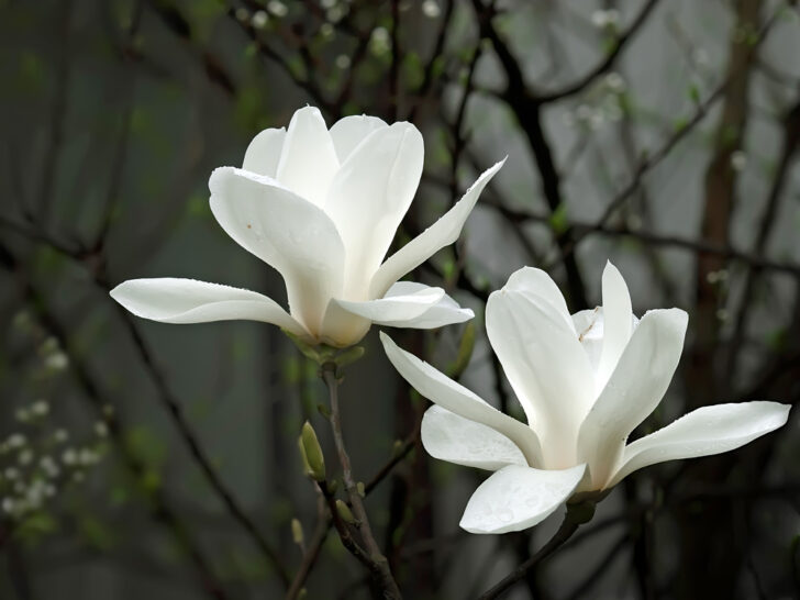 White Magnolia Flower