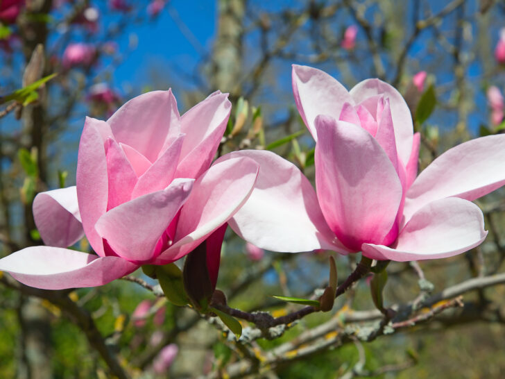 Magnolia Flower Meaning, Symbolism, Colors & Uses