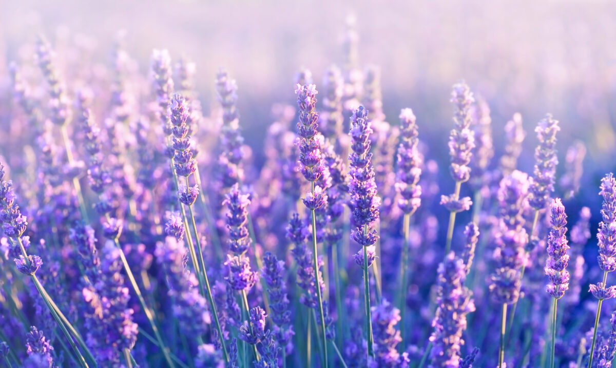 Lavender Flower Meaning, Symbolism & Uses - FloraLiving