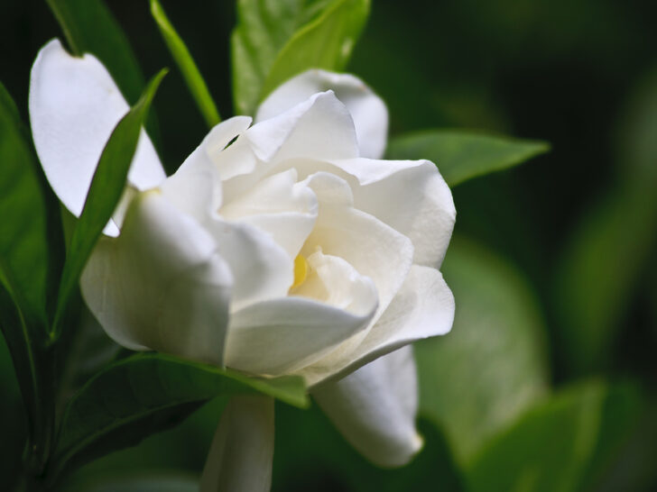 Gardenia Flower Meaning, Symbolism & Colors