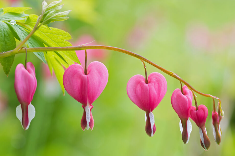 Bleeding Heart Flower Meaning, Symbolism & Origin - FloraLiving
