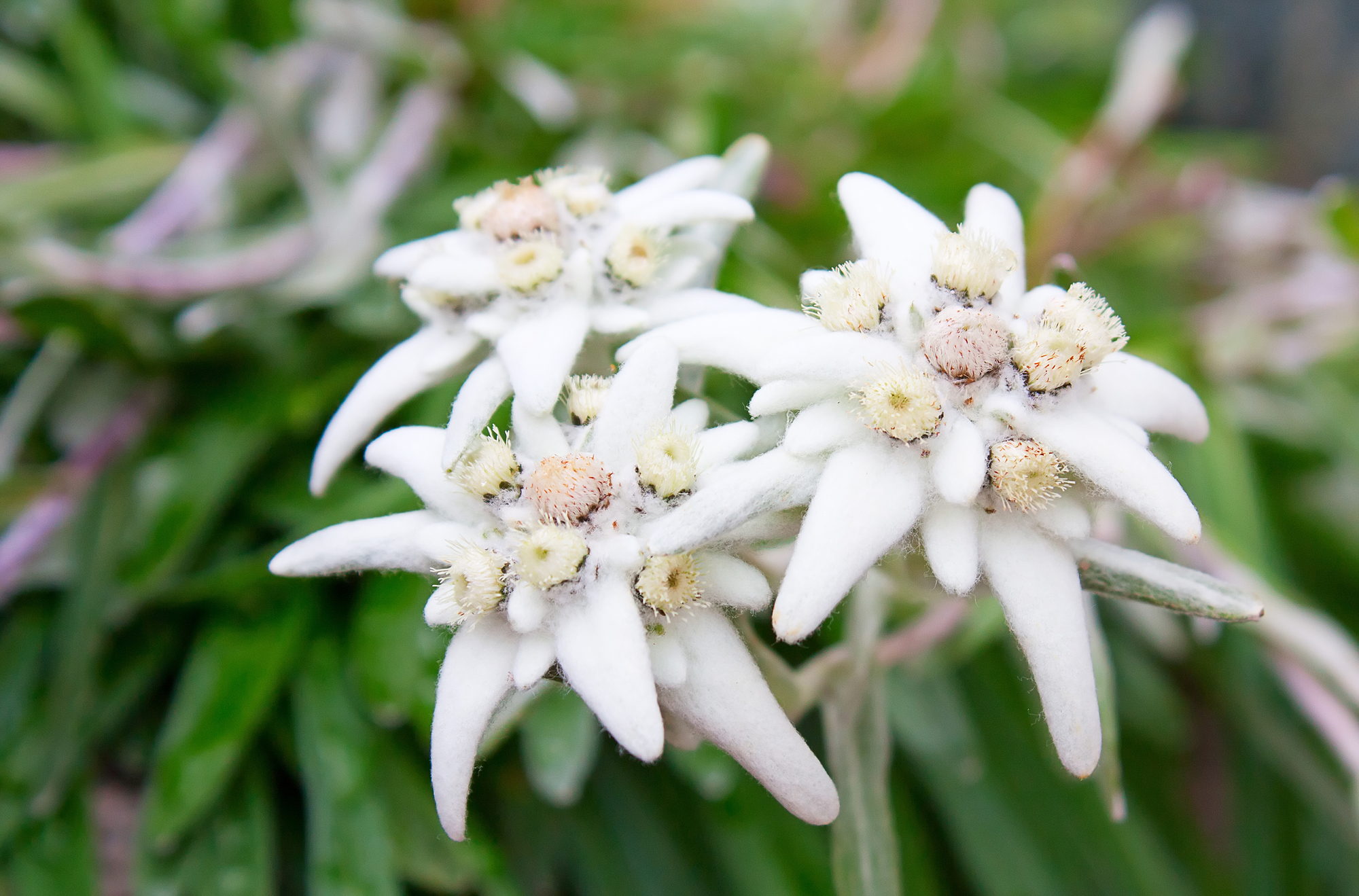 Edelweiss Flower 'Leontopodium Nivale'