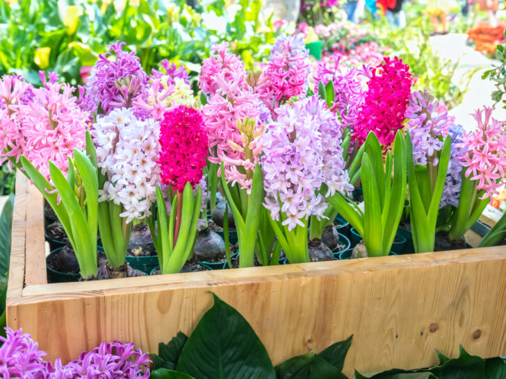 Hyacinth Flower Meaning, Symbolism, Origin & Colors