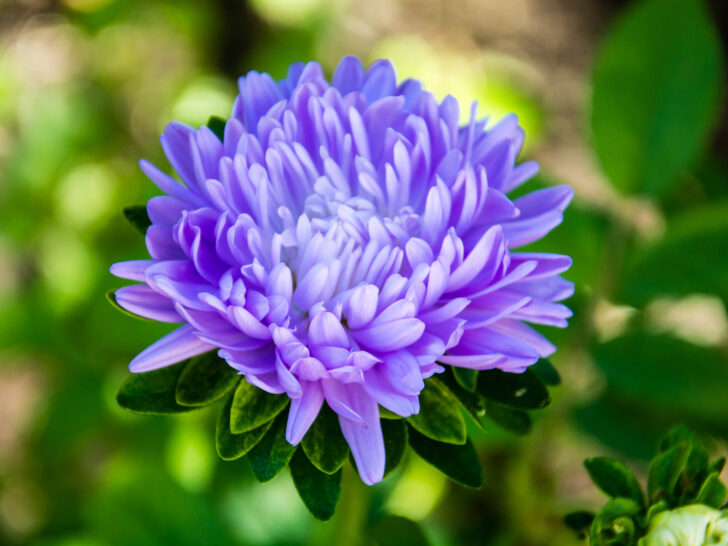 Blue Aster Flower