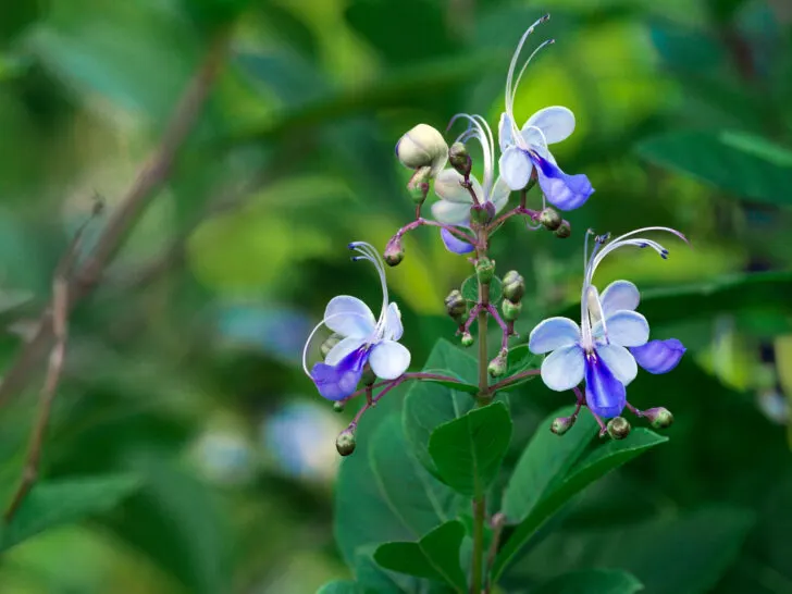 Blue Butterfly Bush (Clerodendrum ugandense)