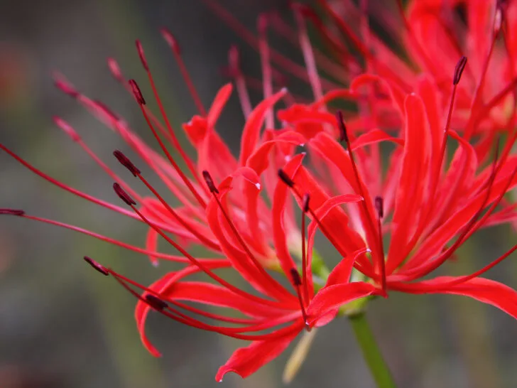 Red Spider lily or Lycoris radiata