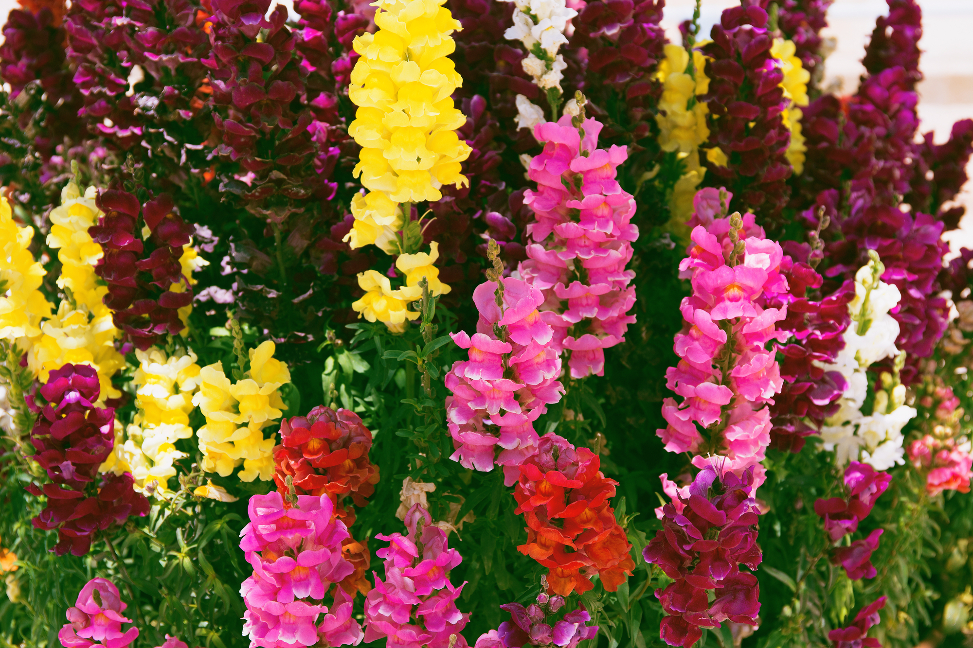 Colorful Snapdragon Flowers