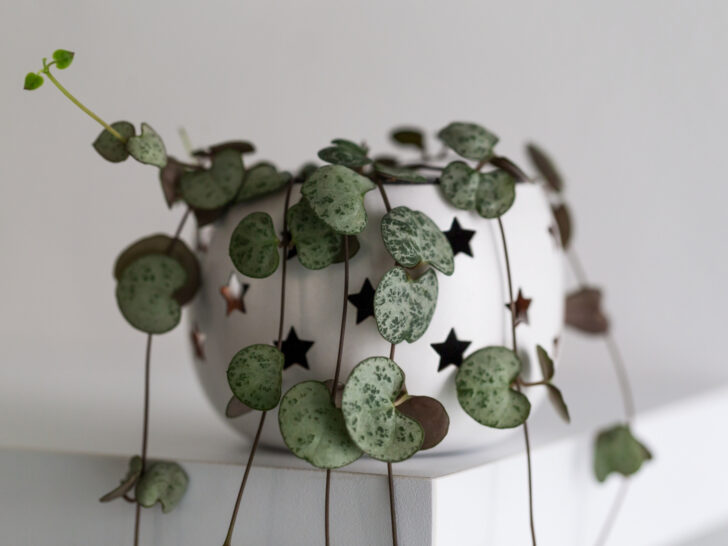 Variegated String of Hearts: How To Care for Them