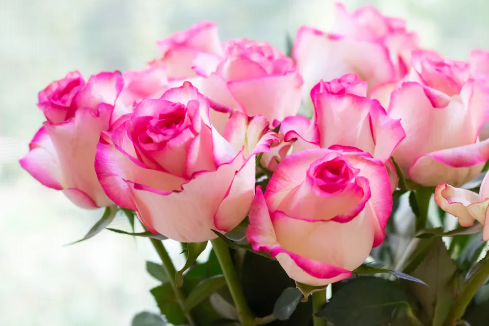 Stunning Pink Roses