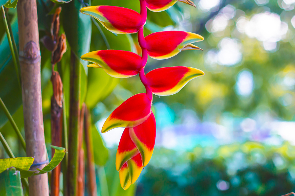 Lobster Claw 'Heliconia'