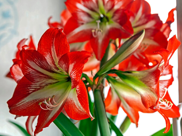 Red Amaryllis Flowers