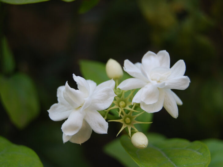 Arabian Jasmine 'Jasminum sambac'