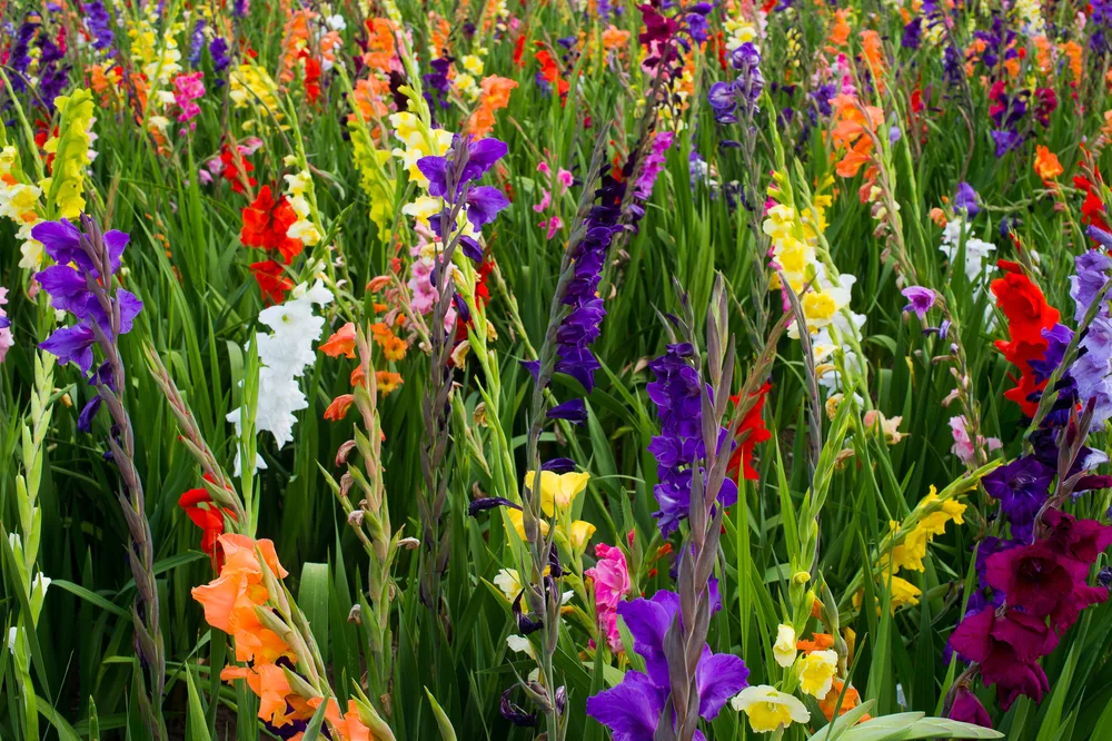 Colourful Gladiolus
