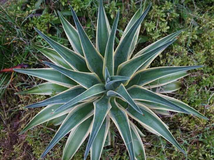 Agave Tequilana 'Blue Agave'