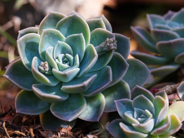 8 Blue Succulents To Grow in Your Garden