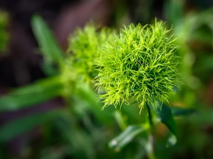 Green Dianthus