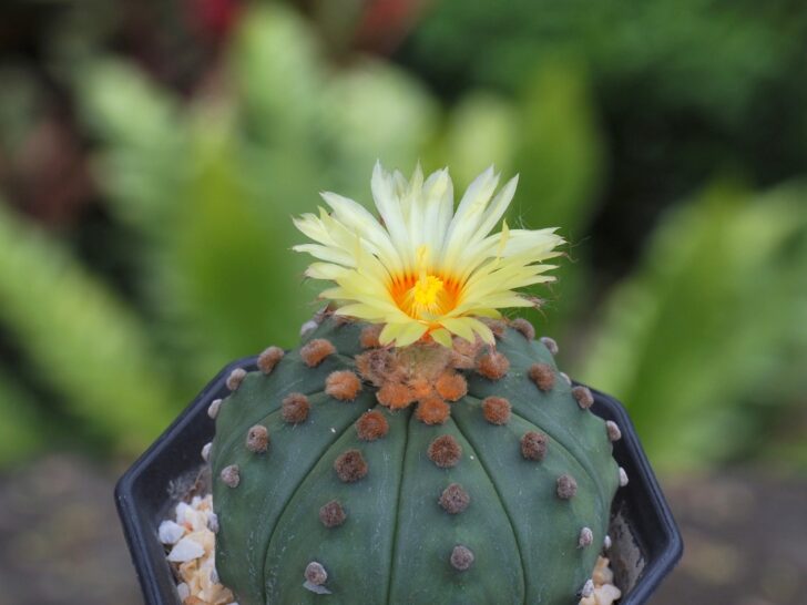Astrophytum Asterias (Star Cactus) Care and Propagation