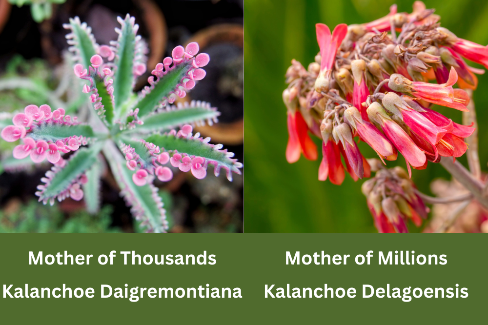 Mother of Thousands vs Mother of Millions
