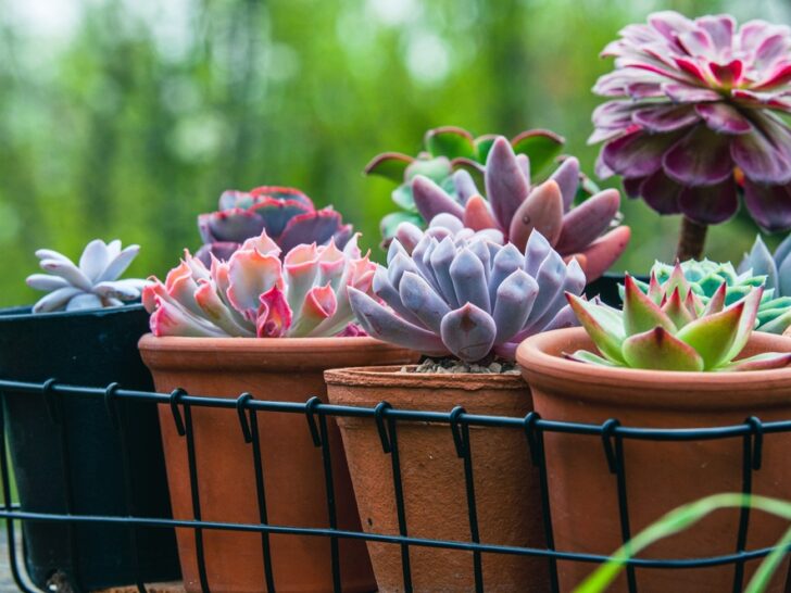 How To Grow and Propagate Echeveria Succulents