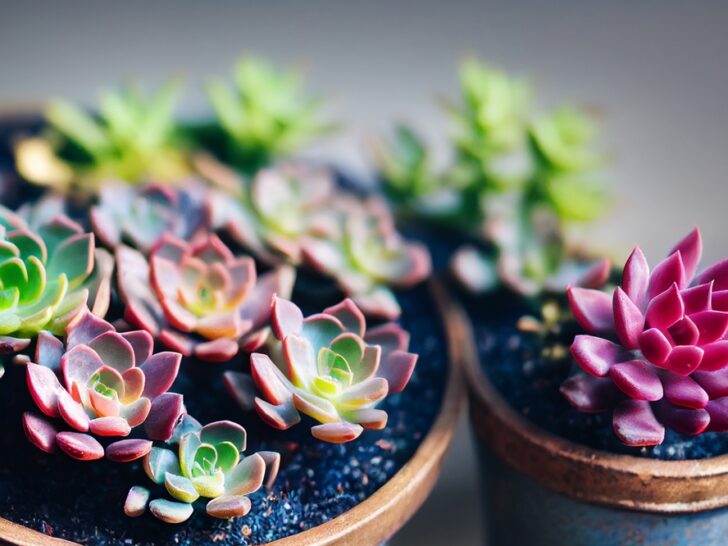 22 Gorgeous Pink Succulents (With Pictures)