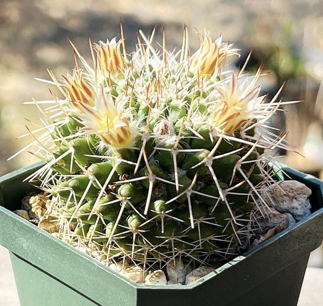 Silver Arrows Cactus (Mammillaria Nejapensis)