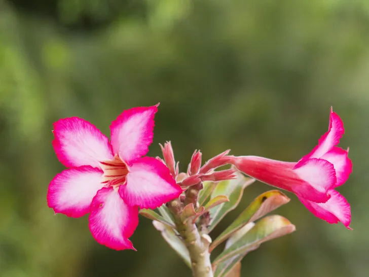 Two Flowers of Adenium Obesum 'Desert Rose Plant'
